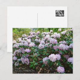 Rhododendron "Joyful Day" ポストカード