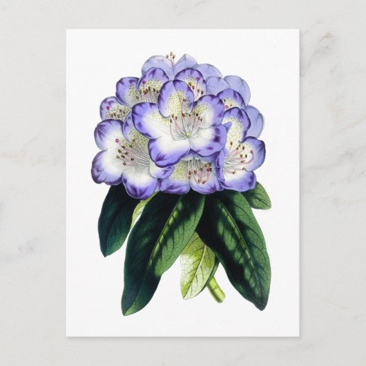 Rhododendron Vintage Botanical Postcard ポストカード (正面)