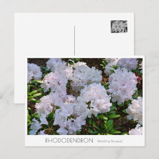 Rhododendron "Wedding Bouquet" ポストカード (正面/裏面)