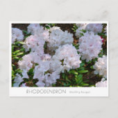 Rhododendron "Wedding Bouquet" ポストカード (正面)