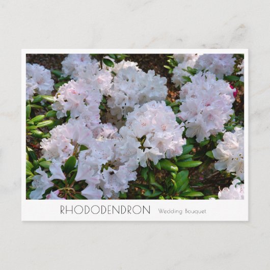 Rhododendron "Wedding Bouquet" ポストカード (正面)