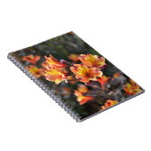 RHSガーデンウィズリーでペルーのユリの花 ノートブック (右側)