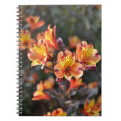 RHSガーデンウィズリーでペルーのユリの花 ノートブック (正面)