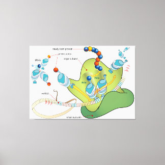 Ribosome mRNA tRNA molecules proteins Diagram  キャンバスプリント