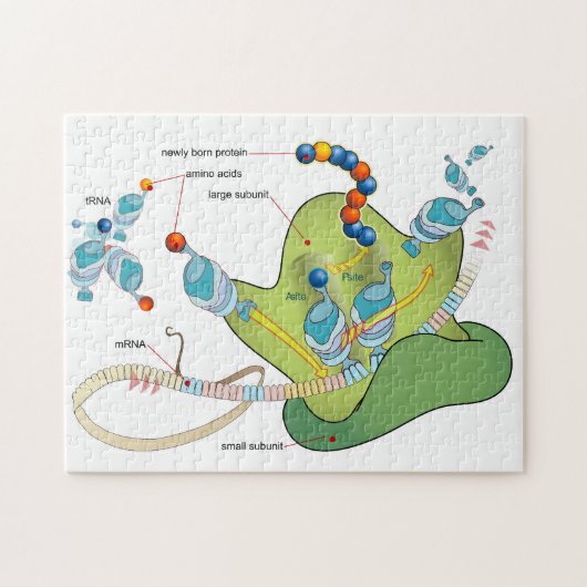 Ribosome mRNA tRNA molecules proteins Diagram  ジグソーパズル (横)