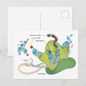 Ribosome mRNA tRNA molecules proteins Diagram ポストカード (正面/裏面)
