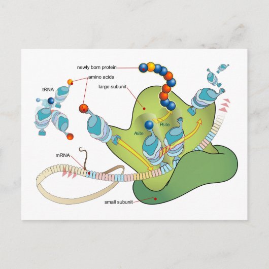 Ribosome mRNA tRNA molecules proteins Diagram ポストカード (正面)