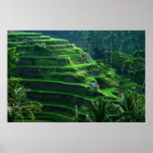 Rice Fields Bali Indonesia ポスター (正面)