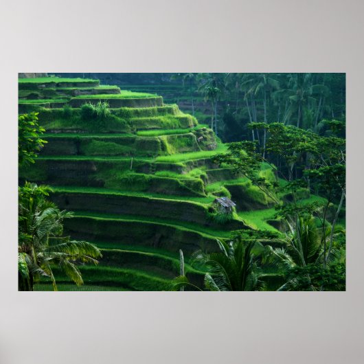 Rice Fields Bali Indonesia ポスター (正面)