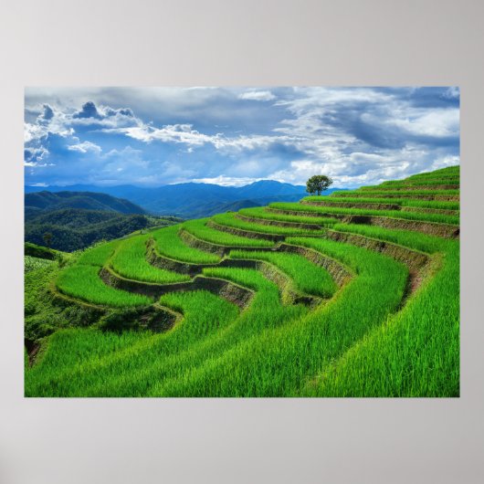 Rice terraces Chiang Mai, thailand ポスター (正面)
