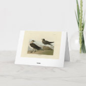 Richardson's Jager from Audubon's Birds of America カード (裏面)
