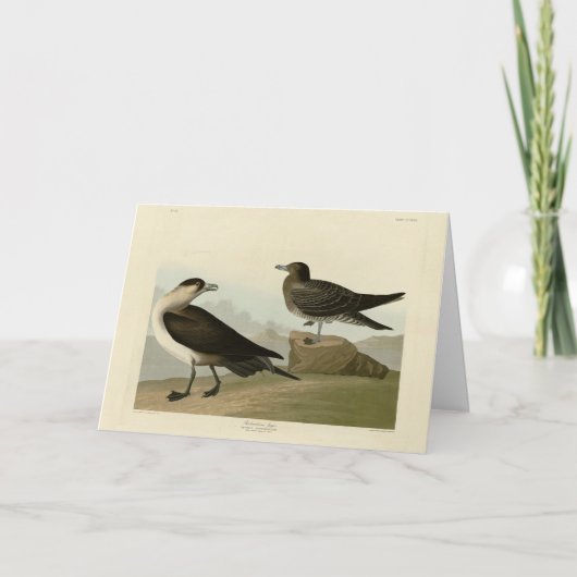 Richardson's Jager from Audubon's Birds of America カード (正面)