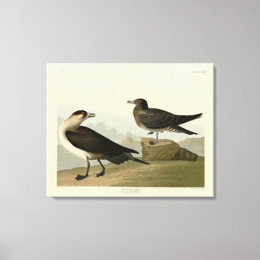 Richardson's Jager from Audubon's Birds of America キャンバスプリント (正面)