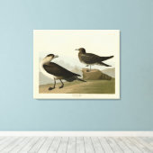 Richardson's Jager from Audubon's Birds of America キャンバスプリント (インサイチュ (ウッドフロア))
