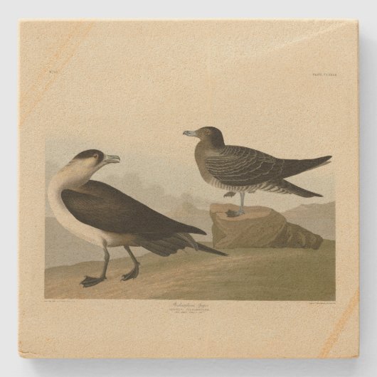 Richardson's Jager from Audubon's Birds of America ストーンコースター (正面)