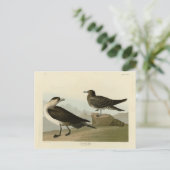 Richardson's Jager from Audubon's Birds of America ポストカード (スタンド正面)