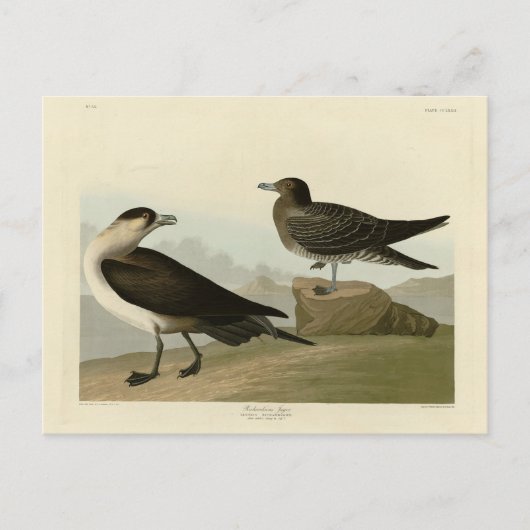 Richardson's Jager from Audubon's Birds of America ポストカード (正面)