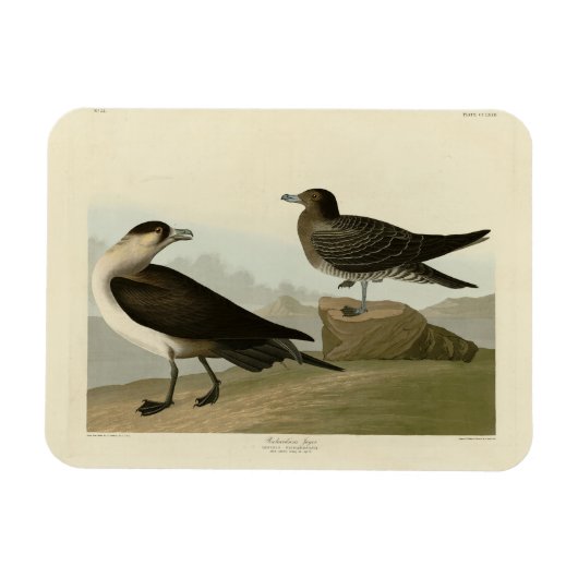 Richardson's Jager from Audubon's Birds of America マグネット (横)