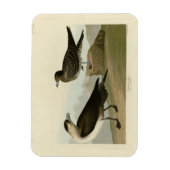 Richardson's Jager from Audubon's Birds of America マグネット (縦)