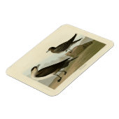Richardson's Jager from Audubon's Birds of America マグネット (左側)