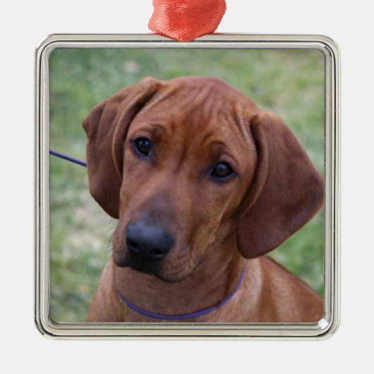 Ridgebackの子犬 メタルオーナメント (正面)