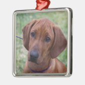 Ridgebackの子犬 メタルオーナメント (左)