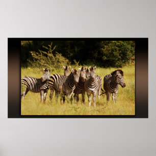 Right at You - zebras safari wild ポスター