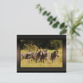 Right at You - zebras safari wild ポストカード (スタンド正面)