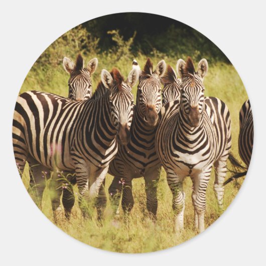 Right at You - zebras safari wild ラウンドシール (正面)