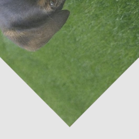 Riley 薄葉紙 (詳細)