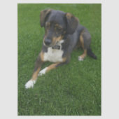 Riley 薄葉紙 (正面)