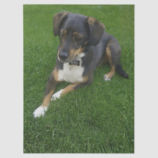 Riley 薄葉紙 (正面)