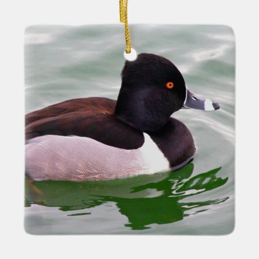 Ring Necked Duck セラミックオーナメント (正面)