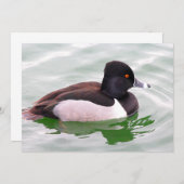 Ring Necked Duck ノートカード (正面/裏面)