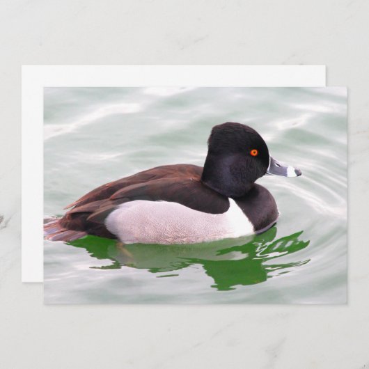 Ring Necked Duck ノートカード (正面/裏面)