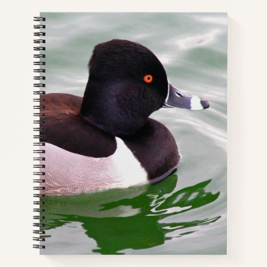 Ring Necked Duck ノートブック (正面)