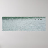 Ring-necked Duck ポスター (正面)