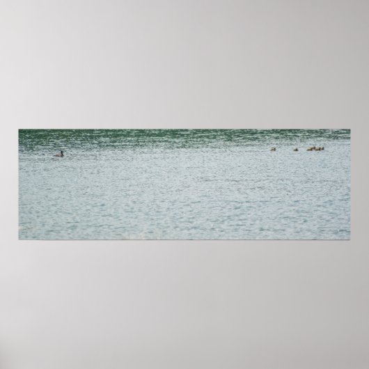 Ring-necked Duck ポスター (正面)