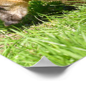 Ring-tailed Coati on grass ポスター (角)