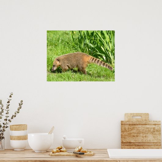 Ring-tailed Coati on grass ポスター (キッチン)