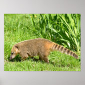 Ring-tailed Coati on grass ポスター (正面)