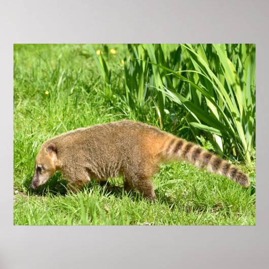 Ring-tailed Coati on grass ポスター (正面)