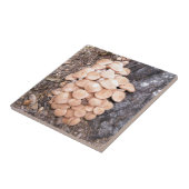 ringless蜂蜜きのこ タイル (側面)