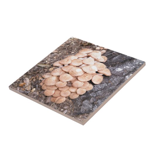 ringless蜂蜜きのこ タイル (側面)