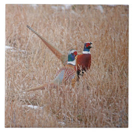 Ringneckのキジのタイル-大きい6" x 6" タイル