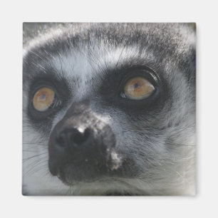 RingtailのLemurの磁石 マグネット