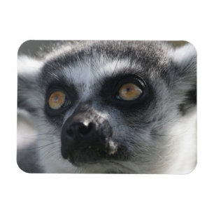 RingtailのLemurの磁石 マグネット