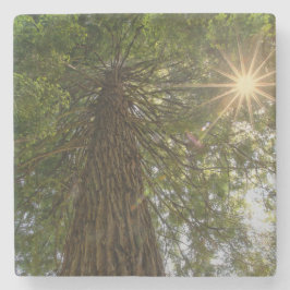 RISE感動的 Photo of a Tree to the Sky ストーンコースター