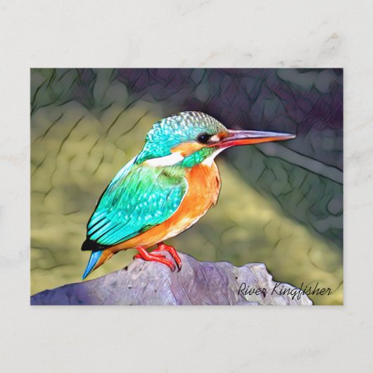 River Kingfisher ポストカード (正面)