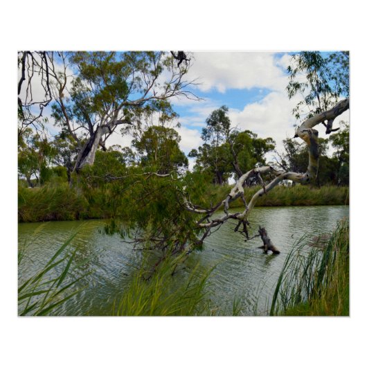 River Murray Australia、木の枝、ポスター ポスター (正面)